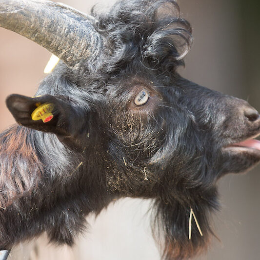 Seitenaufnahme des Kopfes einer Walliser Ziege im Wildpark Lüneburger Heide