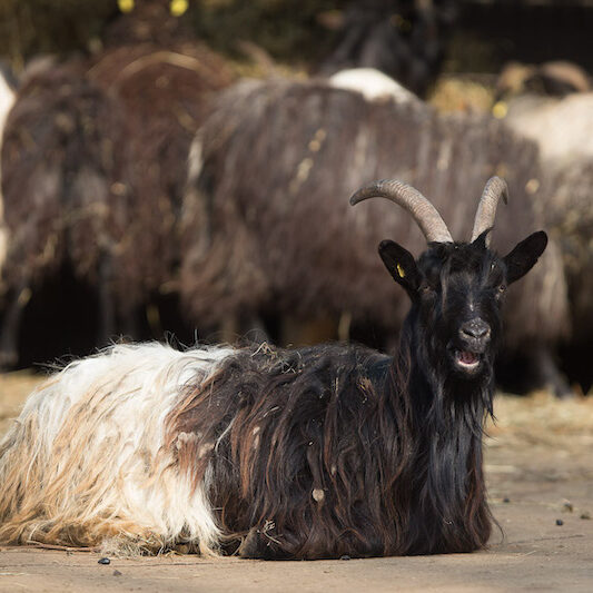 Liegende Walliser Ziege im Wildpark Lüneburger Heide