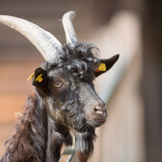 Portrait einer Walliser Ziege im Wildpark Lüneburger Heide