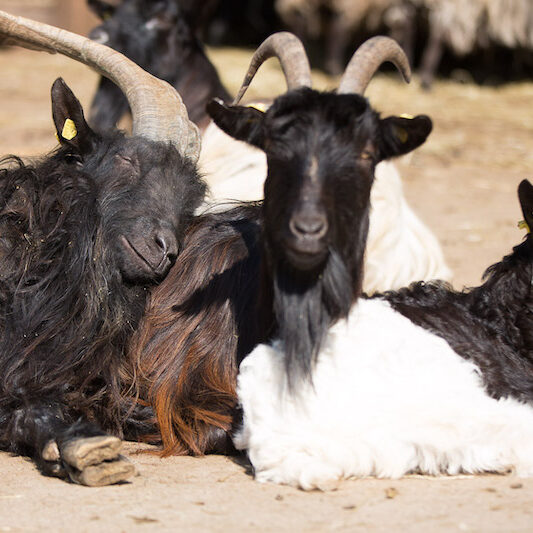 Drei Walliser Ziegen liegen zusammen in der Sonne im Wildpark Lüneburger Heide.