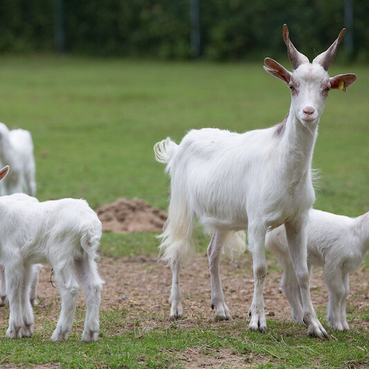 Weiße Walliser Ziegen im Wildpark Lüneburger Heide