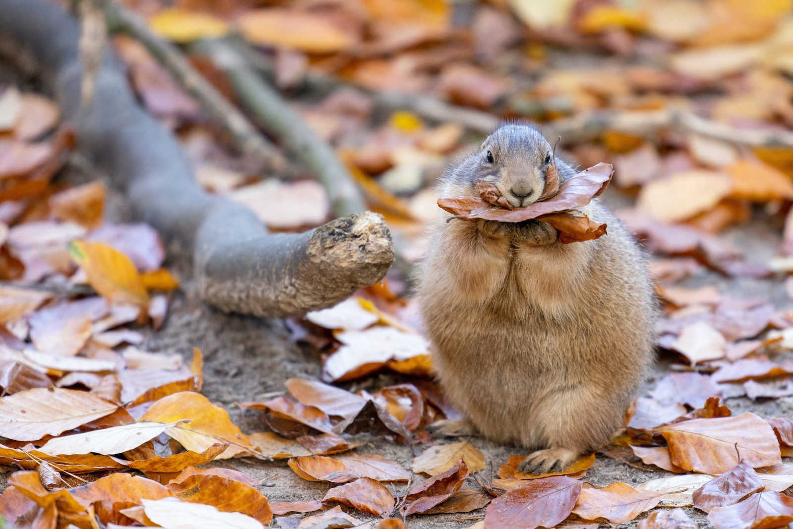 Präriehunde im Herbstlaub - Ambiente im Wildpark Lüneburger Heide