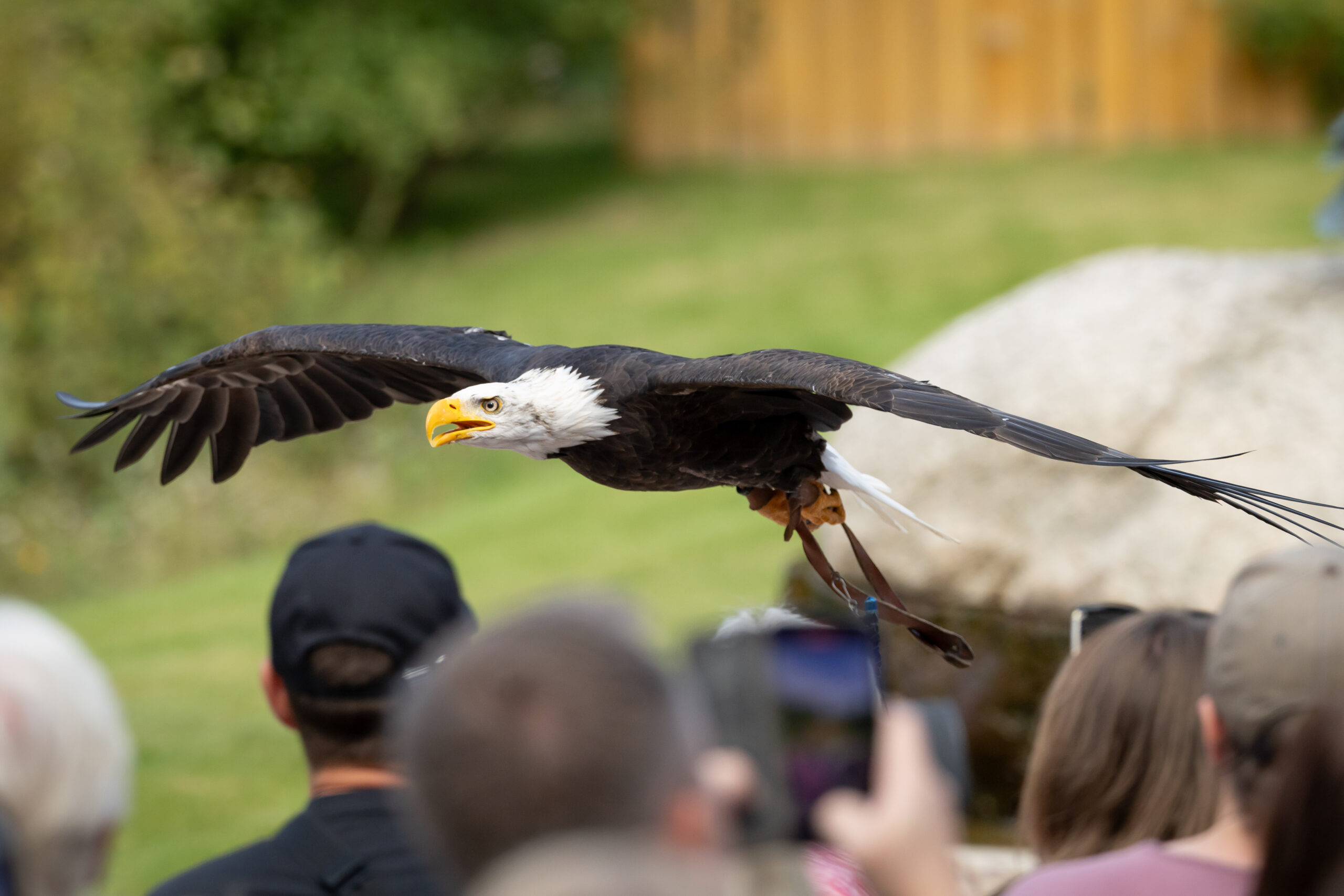 Weißkopfseeadler bei Flugshow