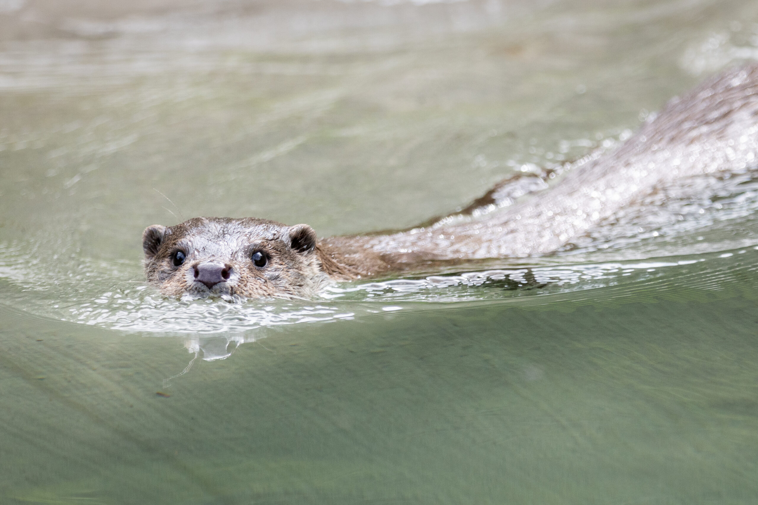 Fischotter im Wasser