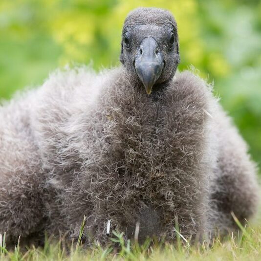 Frontalansicht eines Andenkondorkükens im Wildpark Lüneburger Heide