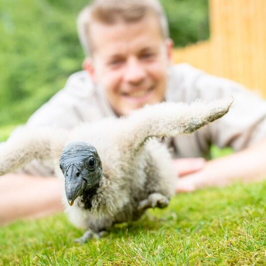 Andenkondorjunges im Wildpark Lüneburger Heide