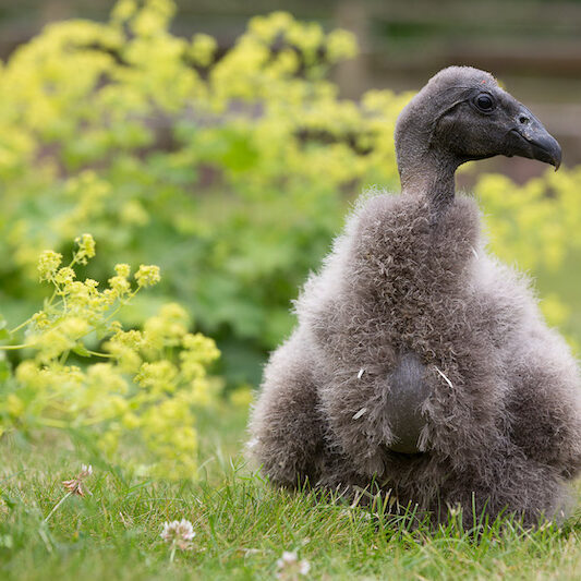 Nahaufnahme eines Andenkondorkükens im Wildpark Lüneburger Heide