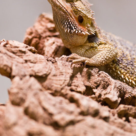 Kopf eines Bartagamen im Wildpark Lüneburger Heide