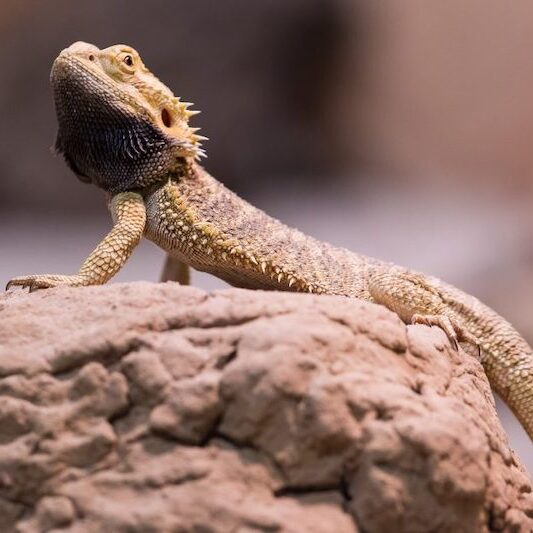 Gesamtbild eines Bartagamen im Wildpark Lüneburger Heide