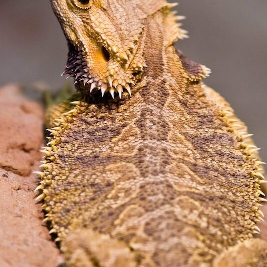 Rücken eine Bartagamen im Wildpark Lüneburger Heide