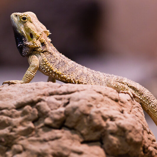 Seitenaufnahme eines auf einem Stein sitzenden Bartagamen im Wildpark Lüneburger Heide