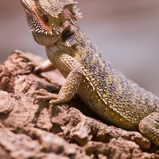 Nahaufnahme im Hochkantformat eines Bartagamen im Wildpark Lüneburger Heide
