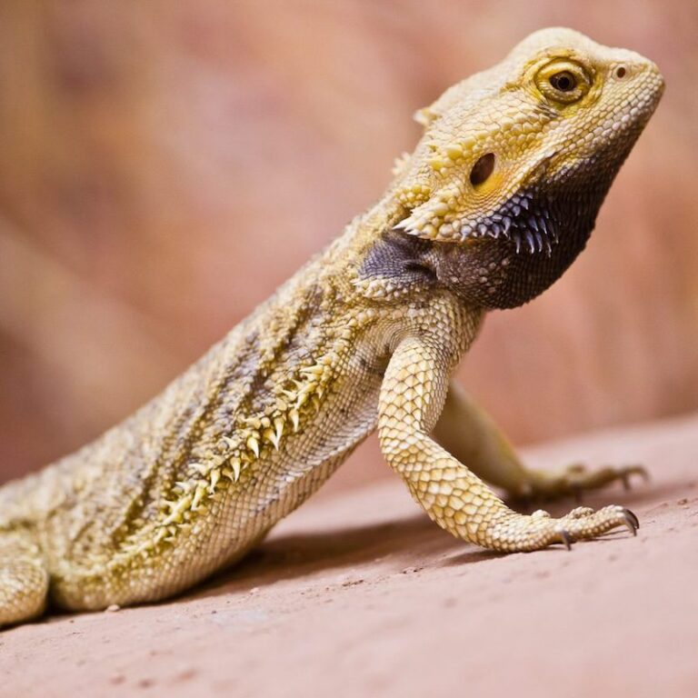 Nahaufnahme von der Seite eines Bartagamen im Wildpark Lüneburger Heide