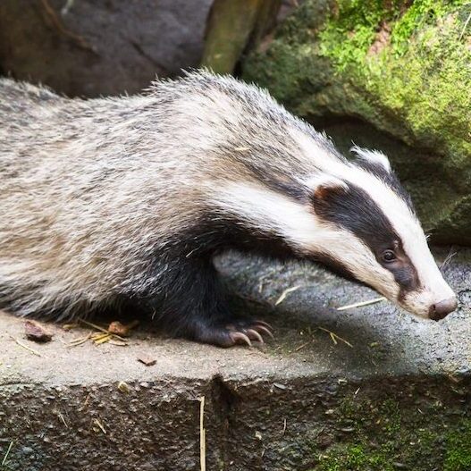 Dachs im Wildpark Lüneburger Heide