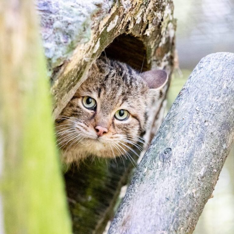 Aus ihrer Höhle schauende Europäische Wildkatze im Wildpark Lüneburger Heide