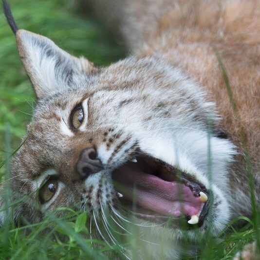 Gähnender Europäischer Luchs im Wildpark Lüneburger Heide