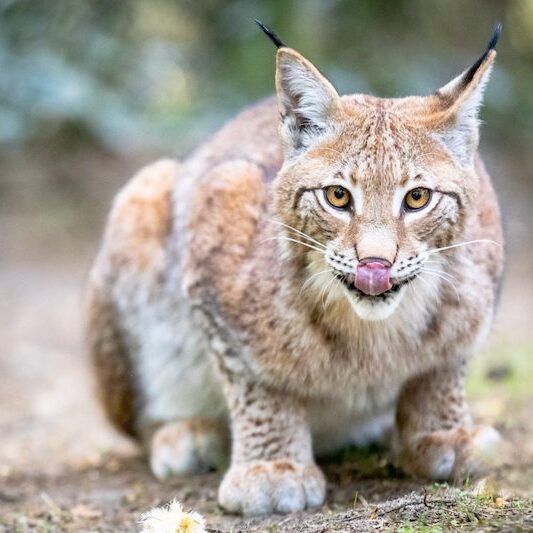Sitzender Europäischer Luchs im Wildpark Lüneburger Heide