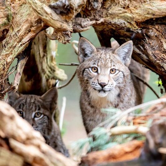 Zwei Europäische Luchse im Wildpark Lüneburger Heide