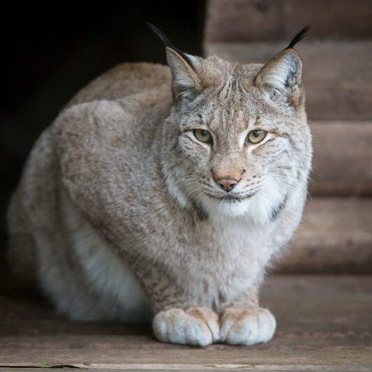 Sitzender Europäischer Luchs im Wildpark Lüneburger Heide