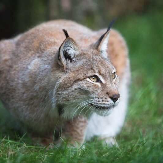 Sich anschleichender Europäischer Luchs im Wildpark Lüneburger Heide