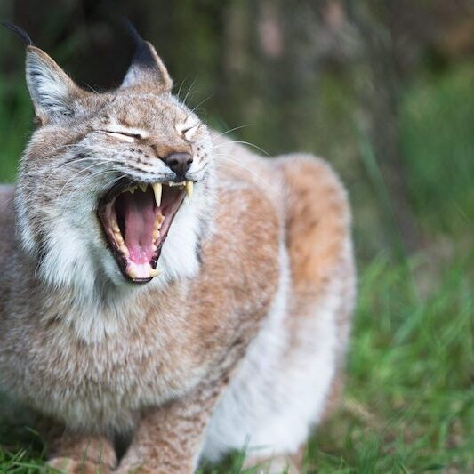 Gähnender Europäischer Luchs im Wildpark Lüneburger Heide