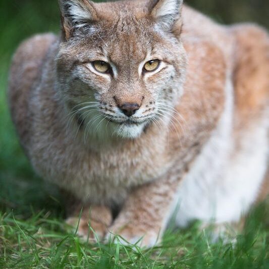 Frontalaufnahme eines Europäischen Luchses im Wildpark Lüneburger Heide