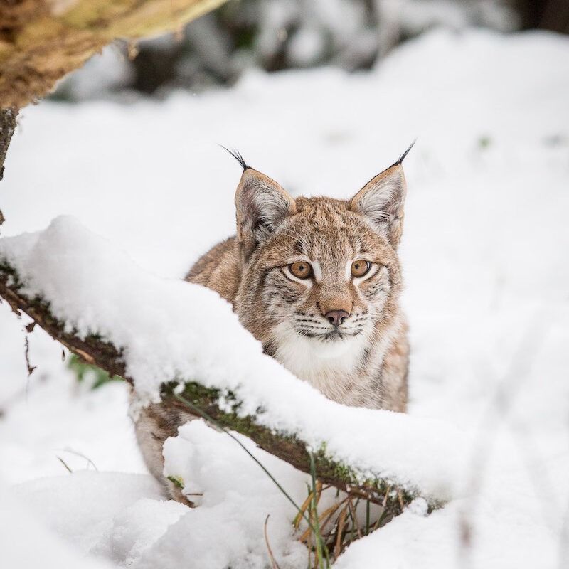 Europäischer Luchs im Wildpark Lüneburger Heide im Schnee