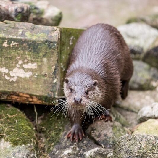 Fischotter in seinem Gehege im Wildpark Lüneburger Heide
