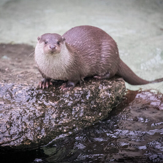 Fischotter im Wildpark Lüneburger Heide, auf einem Stein sitzend
