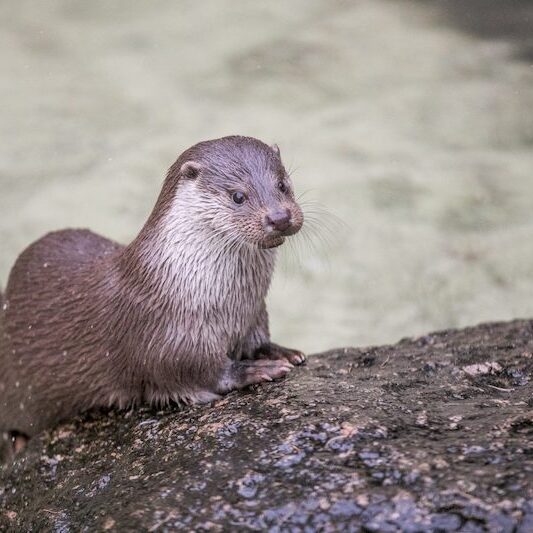 Aus dem Wasser kletternder Fischotter im Wildpark Lüneburger Heide