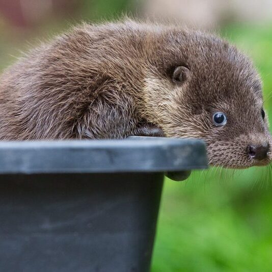 Aus einem Eimer schauender Fischotter im Wildpark Lüneburger Heide