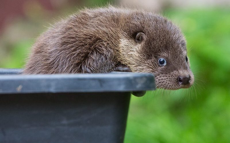 Aus einem Eimer schauender Fischotter im Wildpark Lüneburger Heide