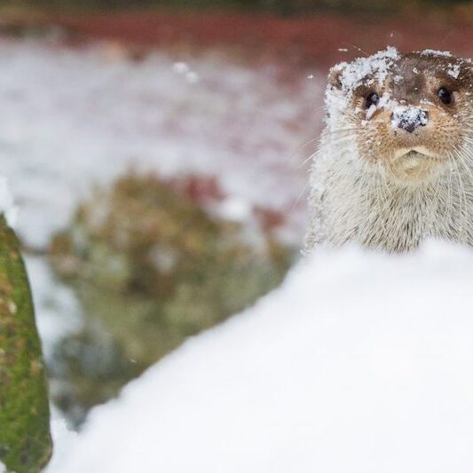 Fischotter im Schnee im Wildpark Lüneburger Heide