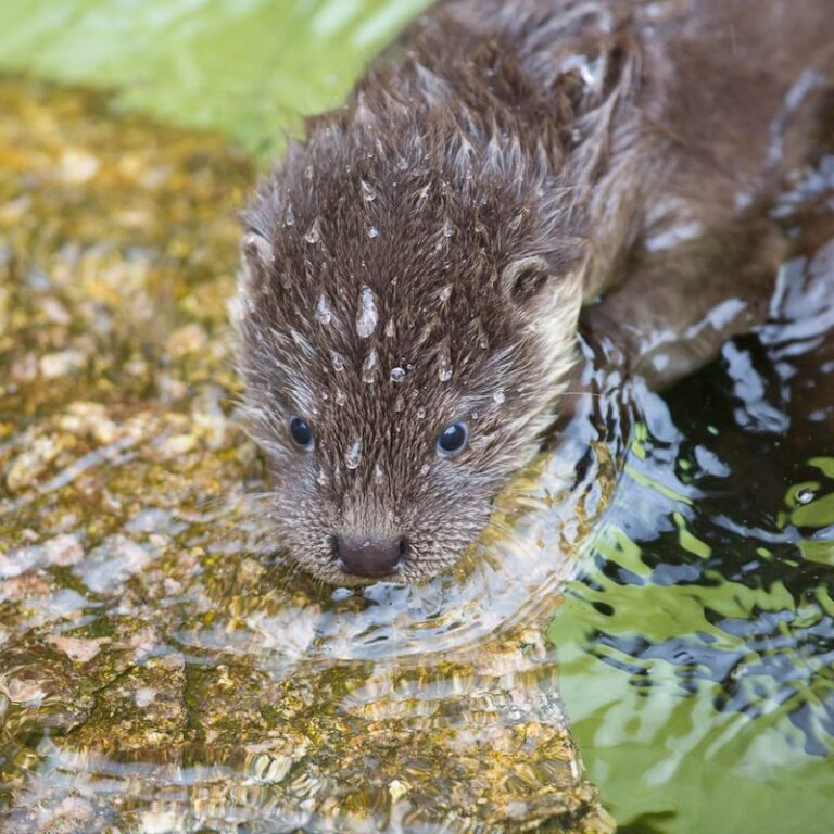 Kopf eines schwimmenden Fischotters im Wildpark Lüneburger Heide