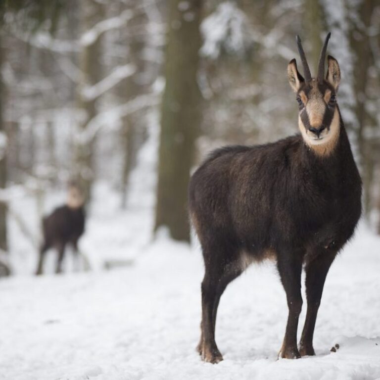 Gämse im Schnee im Wildpark Lüneburger Heide