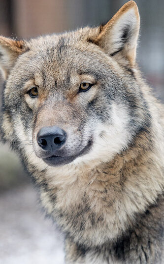 Grauwolf im Wildpark Lüneburger Heide im Winter