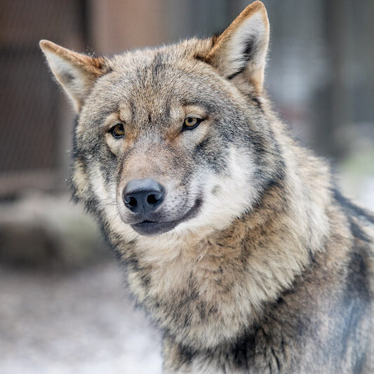 Grauwolf im Wildpark Lüneburger Heide im Winter
