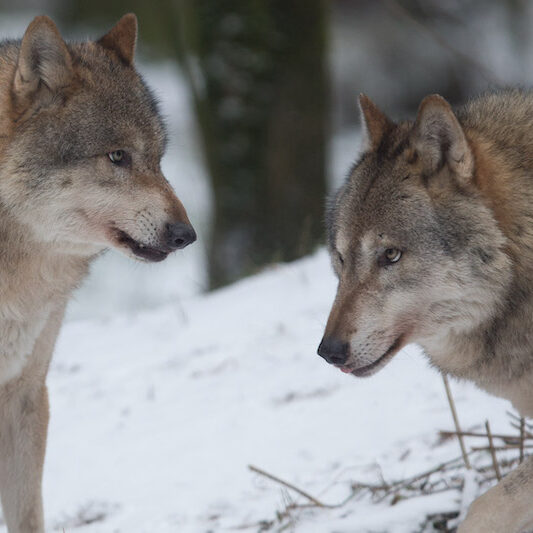Zwei Grauwölfe im Wildpark Lüneburger Heide im Winter