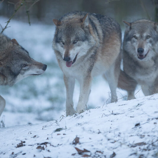 Grauwolfrudel im Wildpark Lüneburger Heide im Winter