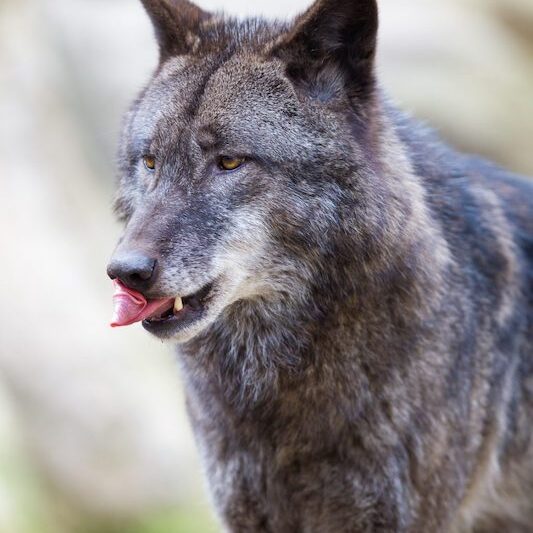 Grauwolf im Wildpark Lüneburger Heide zeigt seine Zunge
