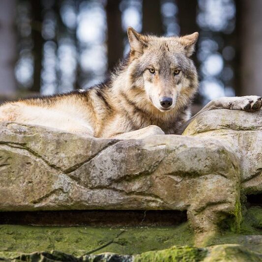 Auf Baumstamm ruhender Grauwolf im Wildpark Lüneburger Heide