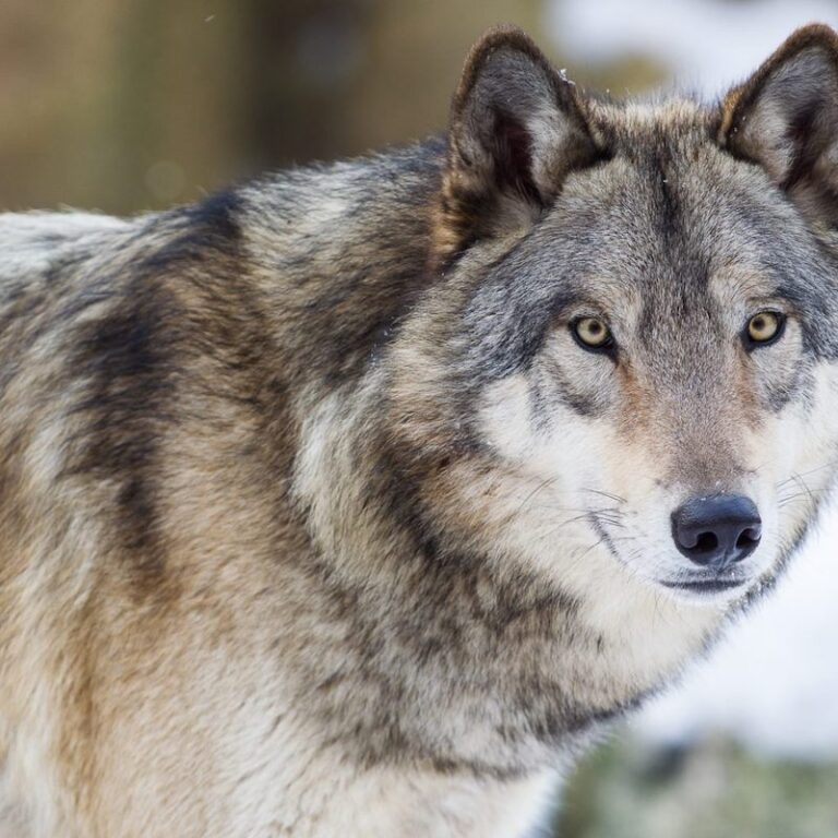 Grauwolf im Wildpark Lüneburger Heide