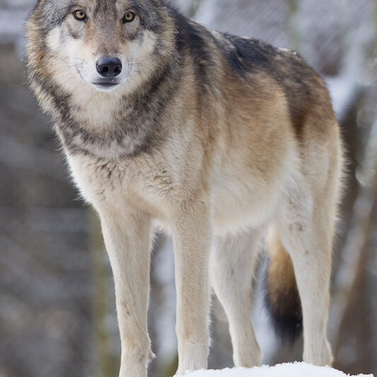 Ausblickender Grauwolf im Wildpark Lüneburger Heide im Winter