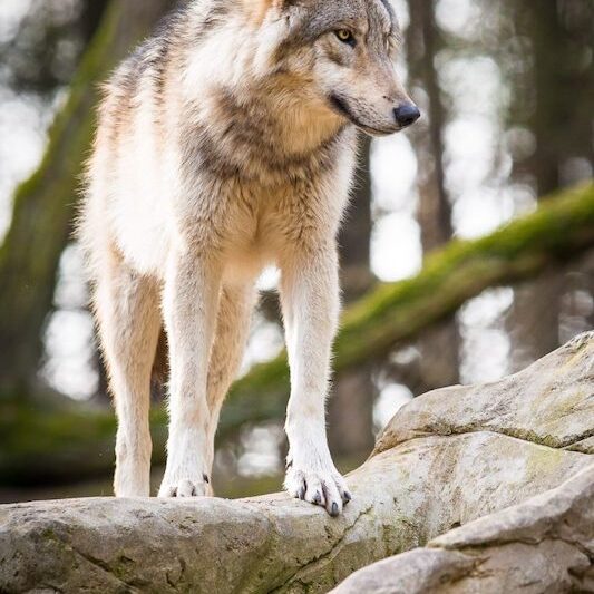 Auf Baumstamm stehender Grauwolf im Wildpark Lüneburger Heide