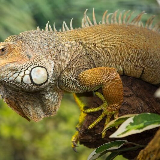 Oberkörper eines Grünen Leguans im Wildpark Lüneburger Heide