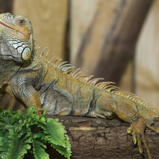 Ganzkörperbild eines Grünen Leguans im Wildpark Lüneburger Heide