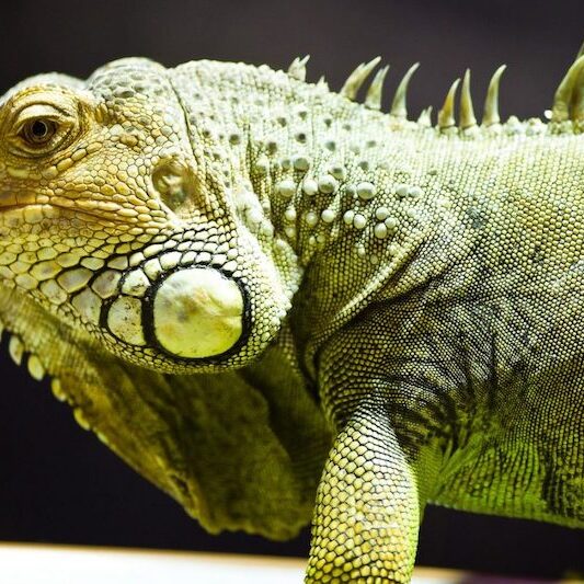 Seitenaufnahme eines Grünen Leguans im Wildpark Lüneburger Heide