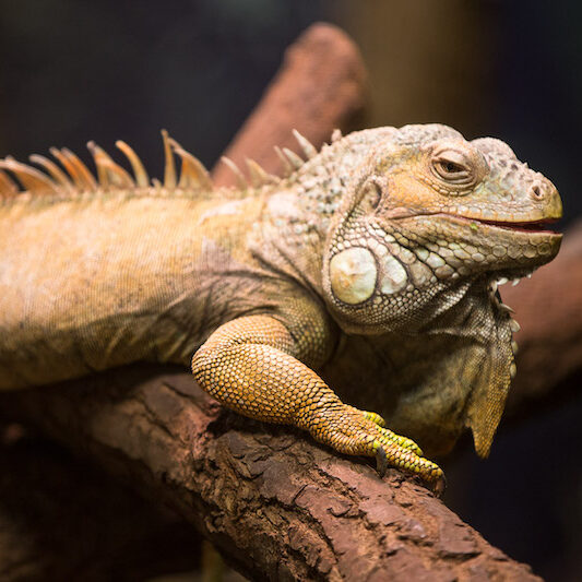 Grüner Leguan im Wildpark Lüneburger Heide, auf einem Ast sitzend