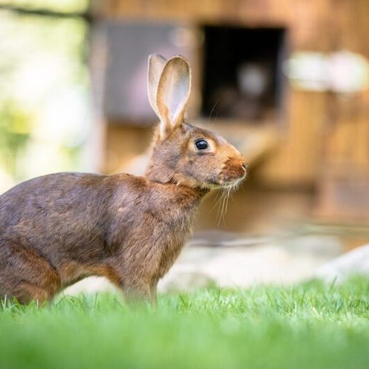 Hasenkaninchen im Wildpark Lüneburger Heide