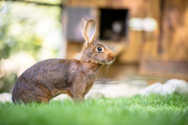 Hasenkaninchen im Wildpark Lüneburger Heide